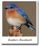 New York State Bird, Eastern Bluebird