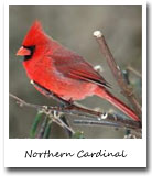Ohio State Bird, Northern Cardinal