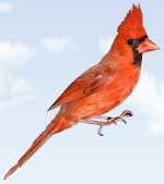 West Virginia State Bird, Cardinal