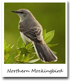 Arkansas State Bird, Northern Mockingbird
