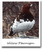 Alaska State Bird, Willow Ptarmigan