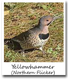 Alabama State Bird, Yellowhammer