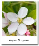 Arkansas State Flower, Apple Blossom