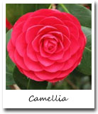 Alabama State Flower, Camellia