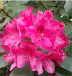 West Virginia State Flower, Big Rhododendron