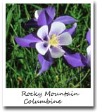 Colorado State Flower, Rocky Mountain Columbine