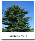 Arkansas State Tree, Loblolly Pine