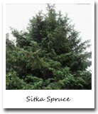 Alaska State Tree, Sitka Spruce